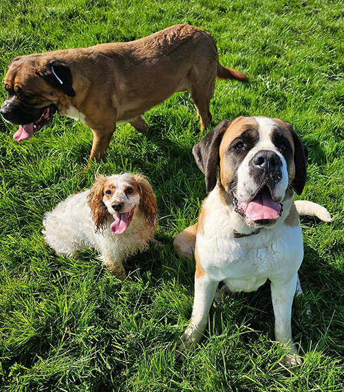 Poulton-le-Fylde-kennels-1