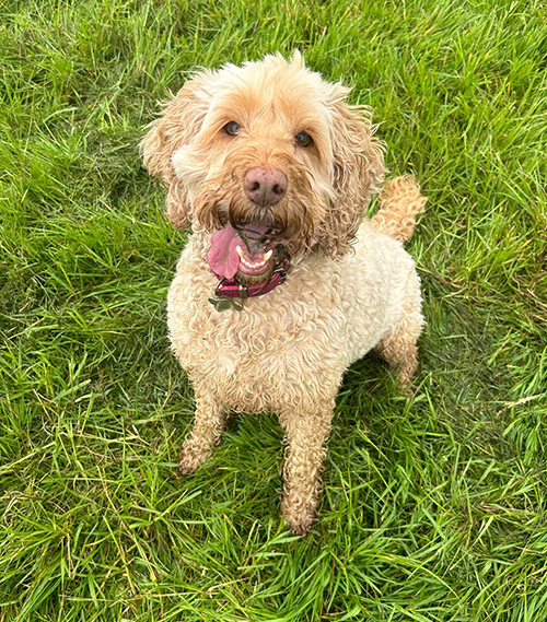 Poulton-le-Fylde-kennels-3