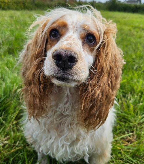 Poulton-le-Fylde-kennels-4