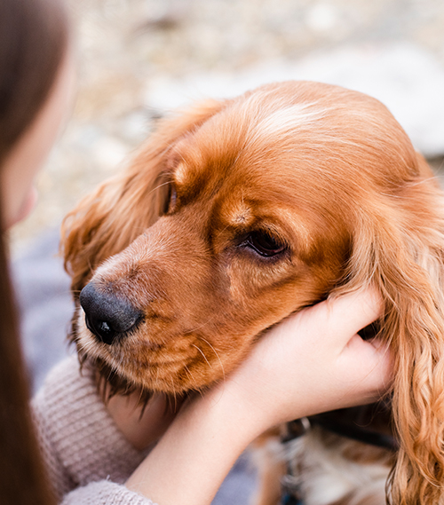 Poulton-le-Fylde-kennels-6