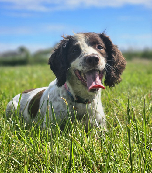 Poulton-le-Fylde-kennels-9