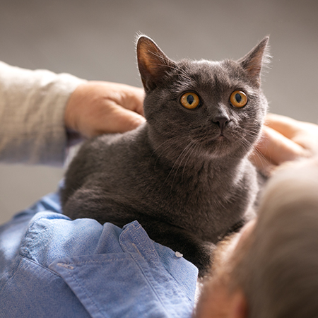 cattery-poulto-le-fylde