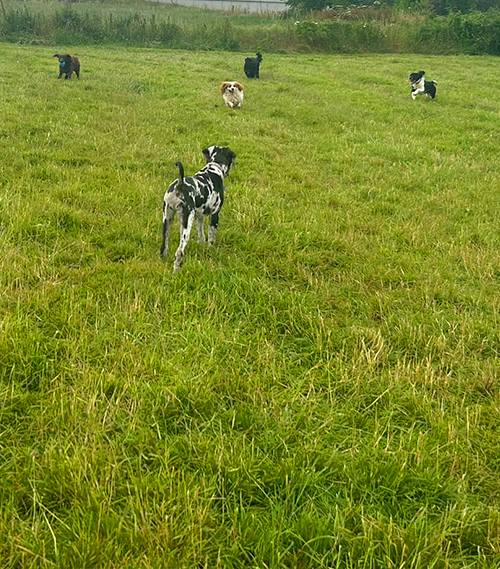 sundown-kennels-exercise-field
